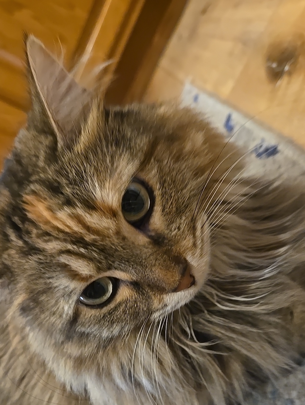 Cat Fun - Kitties No Sale Ad Only Cat SUPPORT TY!